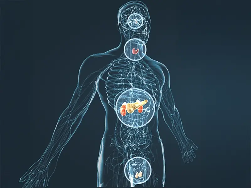 How VigorBoost's ingredients are positioned to support the body